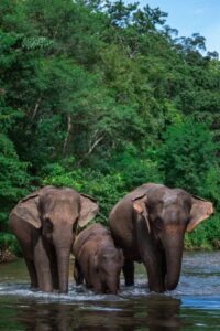 periyar national park