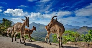travel ecotourism national park eravikulam
